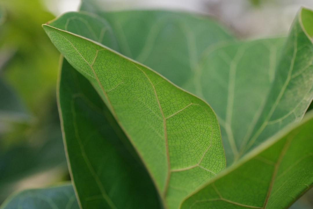 A close up of a green leaf with a blurry background