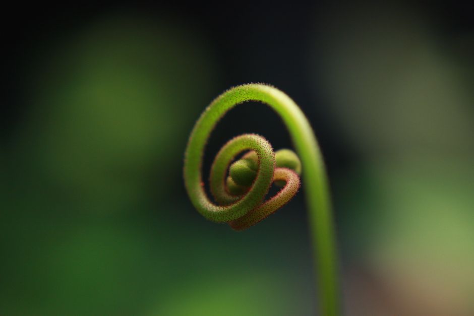 Macro shot of a curled fern frond showcasing intricate detail and nature's elegance.