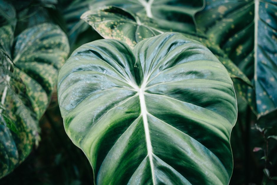 Detailed close-up of a Philodendron verrucosum leaf showcasing vibrant green textures.