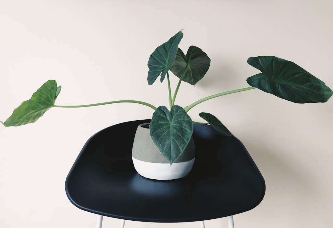 a potted plant sitting on top of a black chair