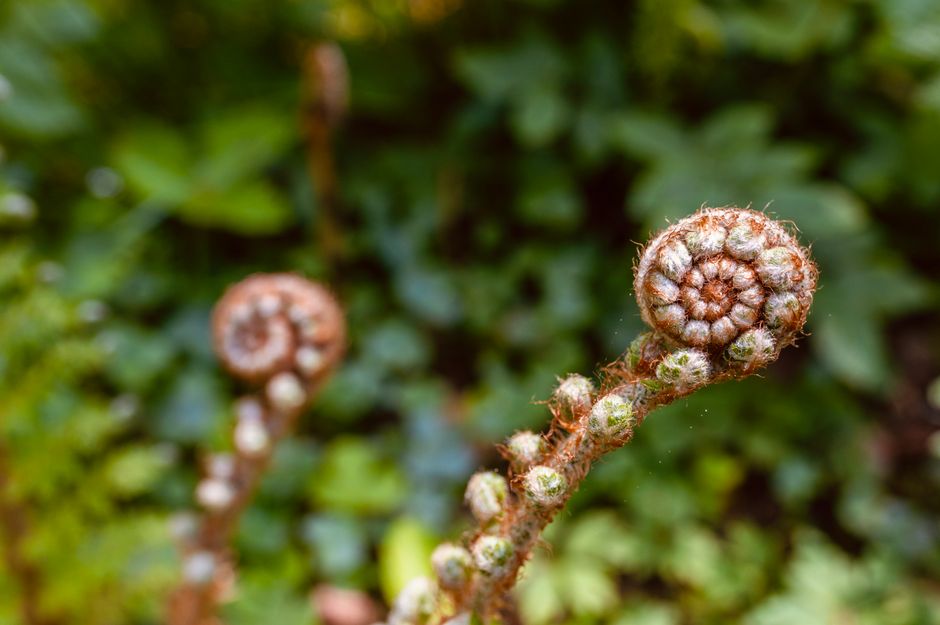 Detailed close-up of curly fern fronds unfurling amidst lush greenery, signifying growth.
