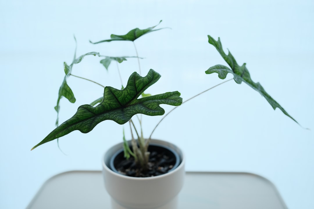 A potted plant with jagged green leaves.
