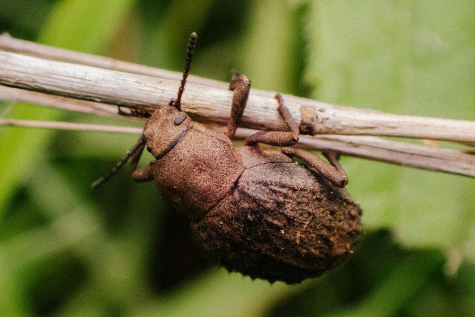 Macro shot of a beetle clinging to a twig in nature.