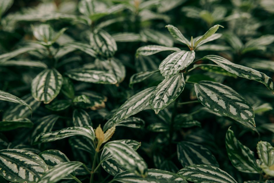 A vibrant close-up of aluminum plant (Pilea Cadierei) showcasing green foliage with silver patterns.