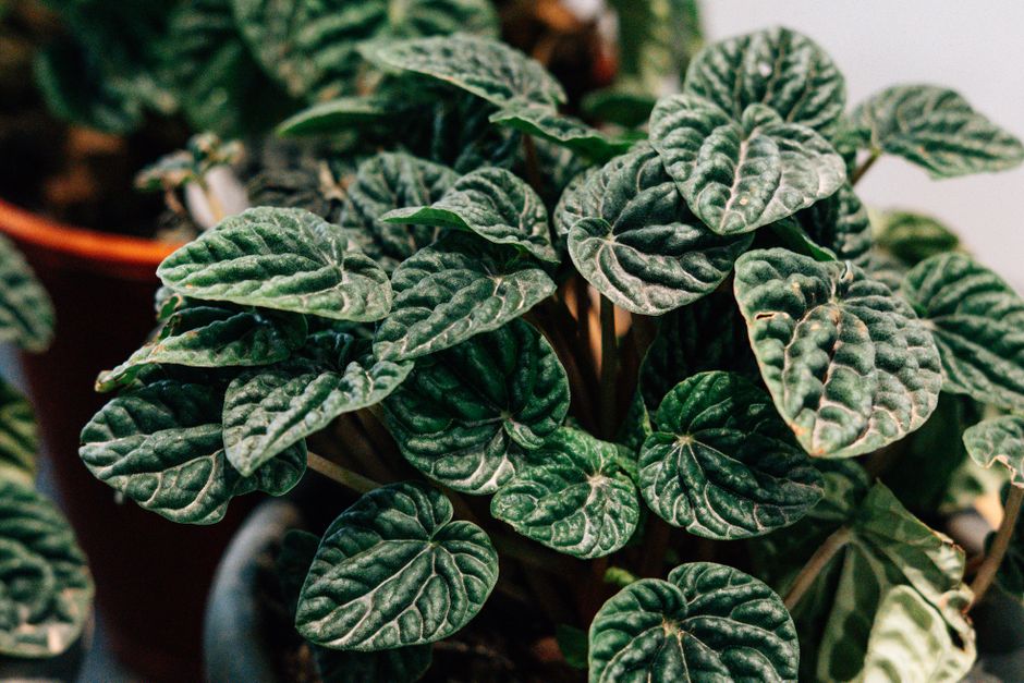 Detailed view of a Peperomia plant showing its rich green, textured leaves in an indoor setting.