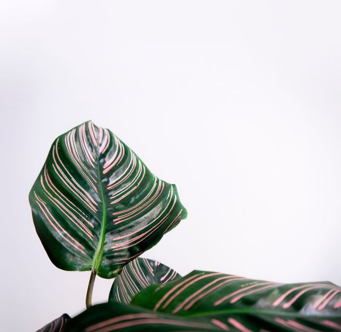 Close-up of Calathea Ornata leaves with pink stripes against a white backdrop.