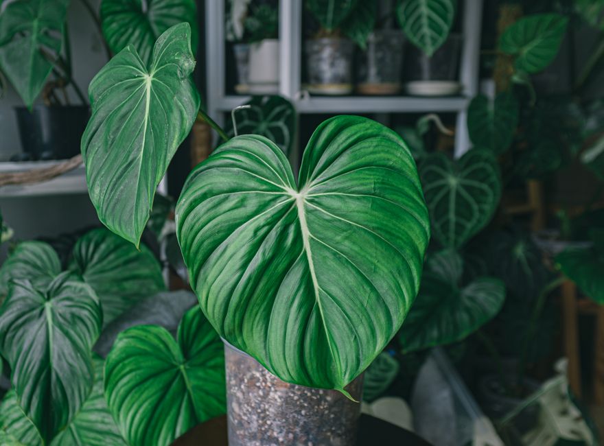 Close-up of a vibrant Philodendron Dean McDowell leaf in a potted setting, showcasing heart-shaped foliage indoors.