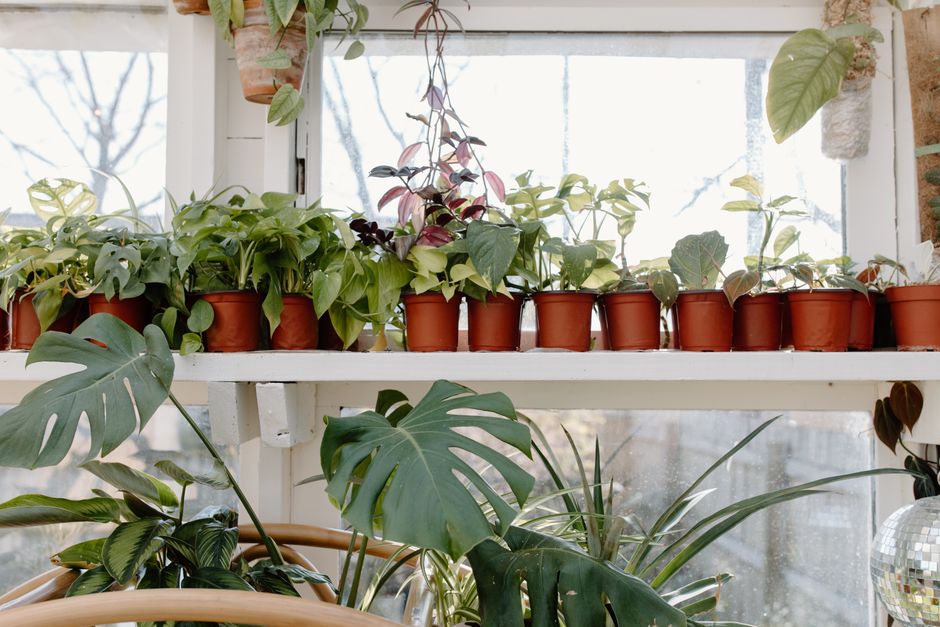 A row of potted plants on a shelf basking in sunlight through a large window.