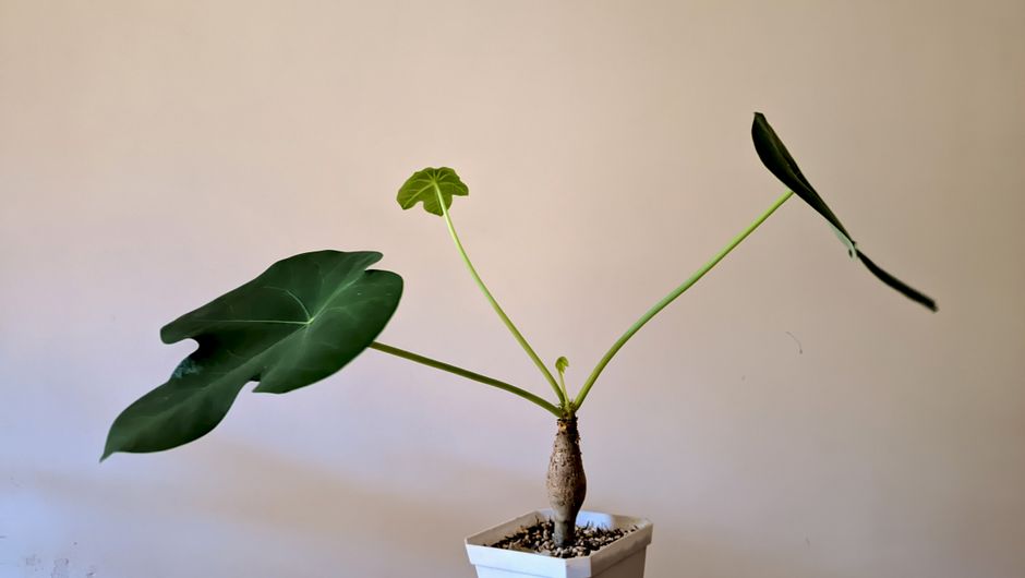 A minimalist photo of an Alocasia plant with large leaves in a white pot against a plain background.