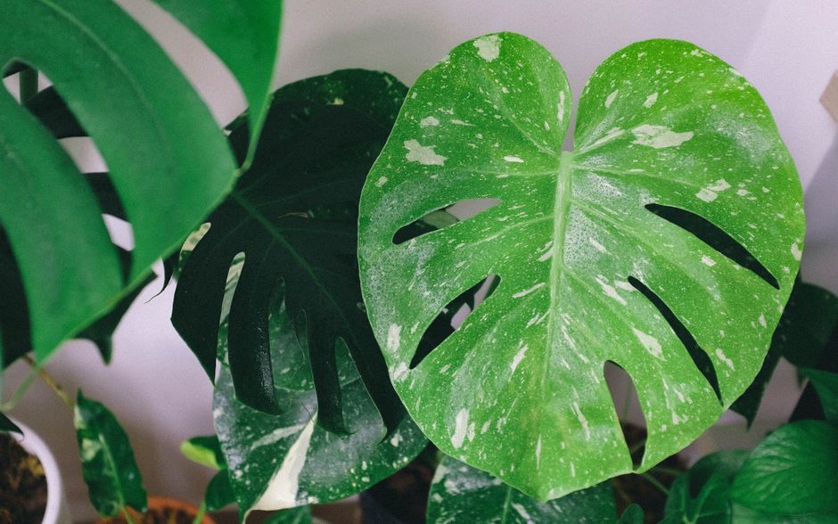 Close-up of fresh green Monstera deliciosa leaves with variegated patterns indoors.