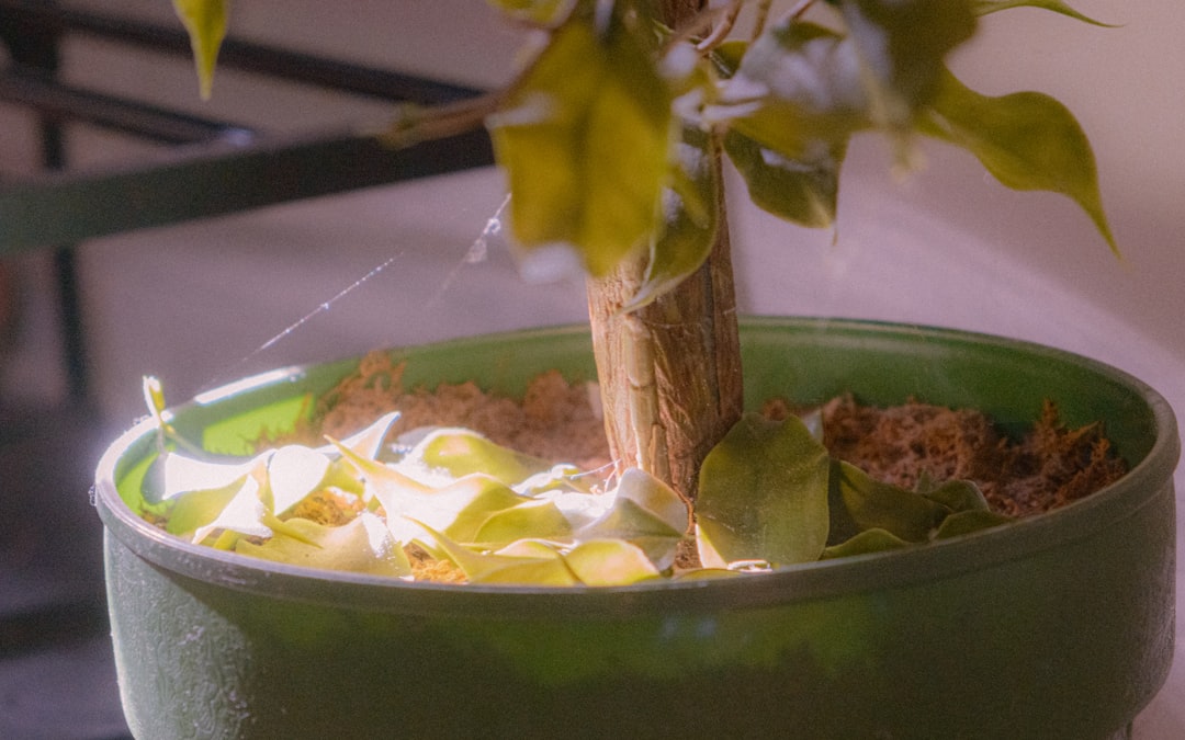 A potted plant with dry leaves and soil