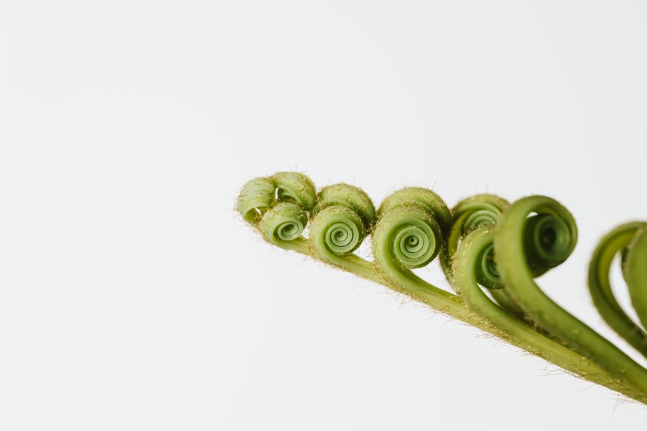 Detailed close-up of curling green fern leaves against a white background.