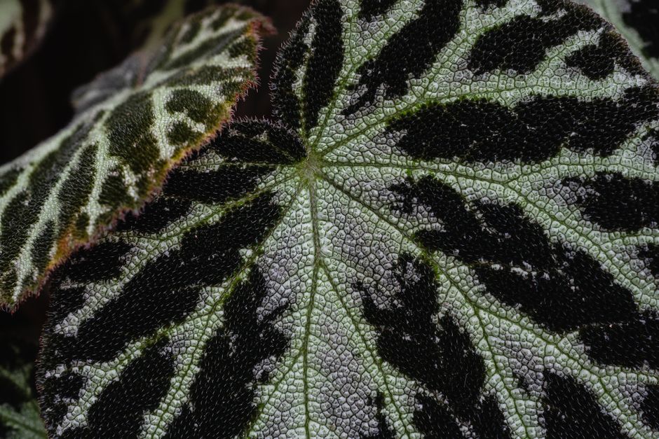 Detailed macro shot of a textured begonia leaf showing distinct patterns and colors.