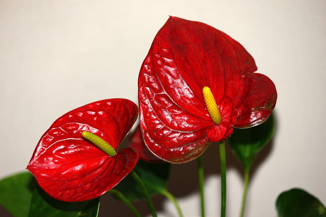 Red anthurium flowers are in full bloom.
