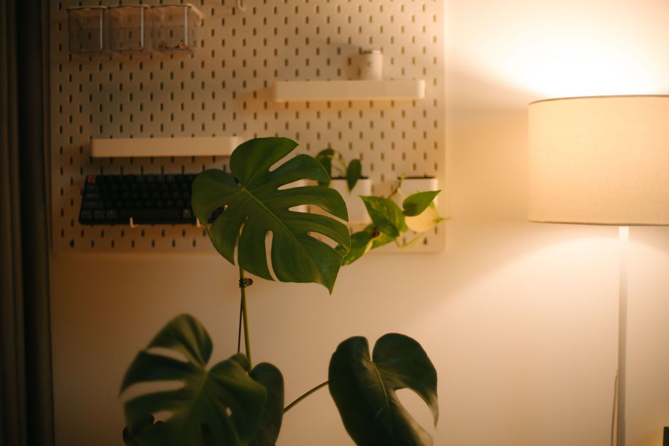 A serene indoor scene featuring a Monstera plant and a warm-lit lamp.