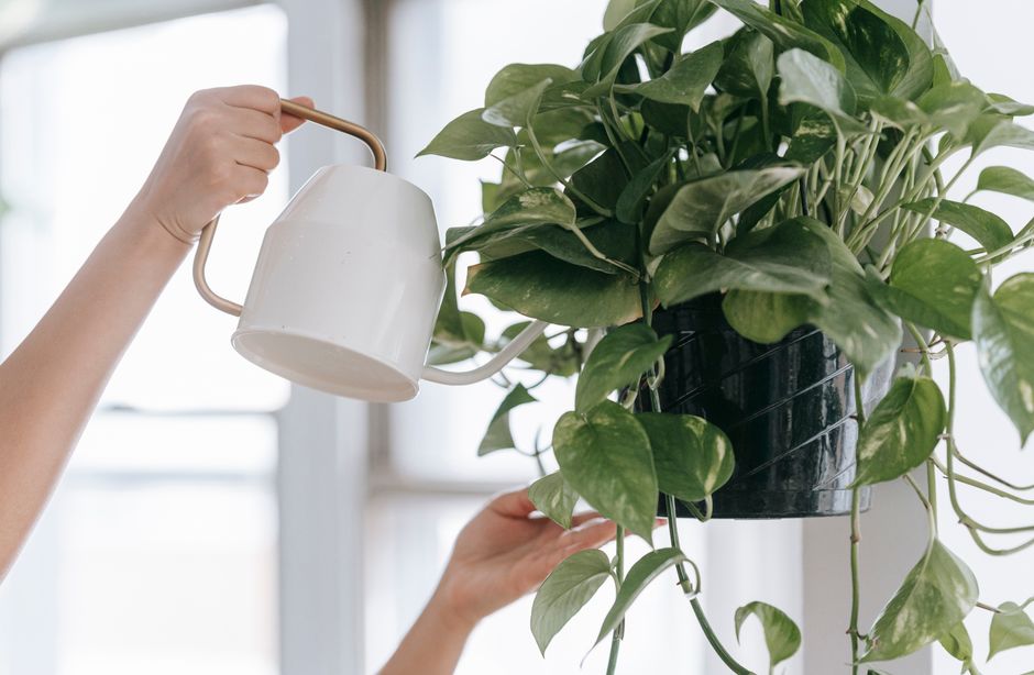 Crop faceless person with watering can pouring water into pot with green plant while standing with raised arms in room n