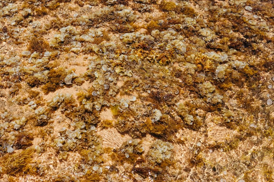 A vibrant underwater scene showcasing coral and seaweed textures in clear water.
