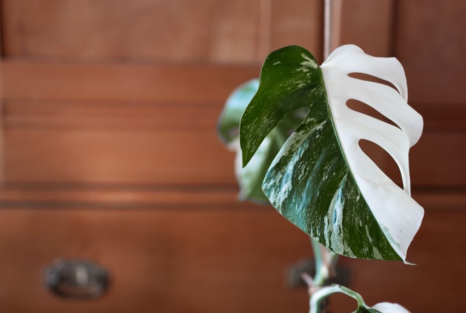 A detailed view of a variegated Monstera leaf, perfect for indoor plant enthusiasts.