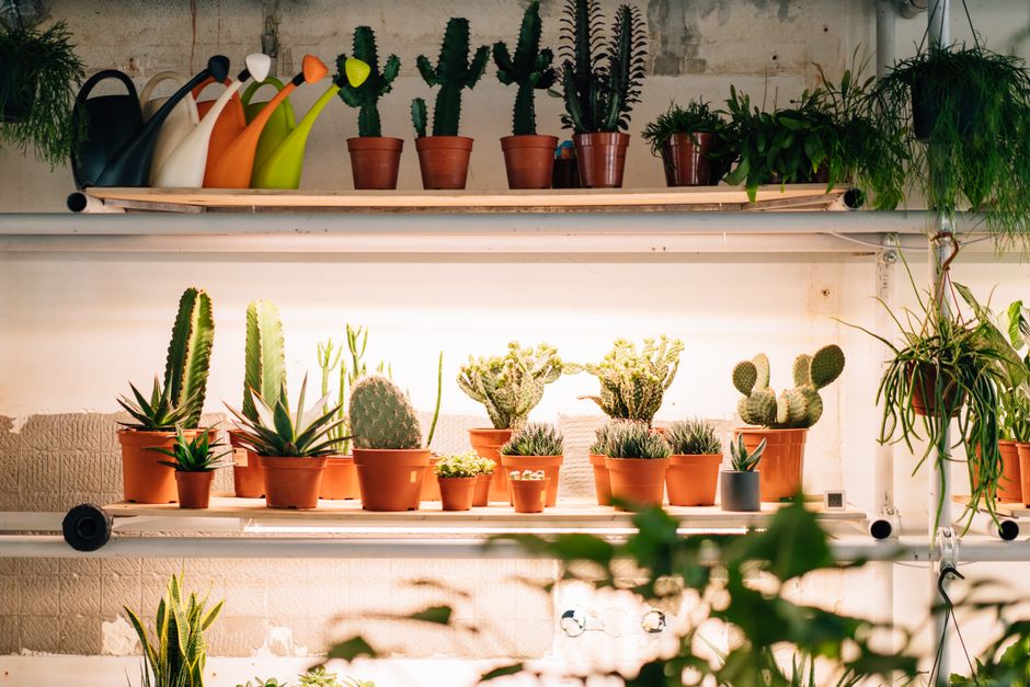 A vibrant indoor display of diverse succulents and cacti in terracotta pots with watering cans.
