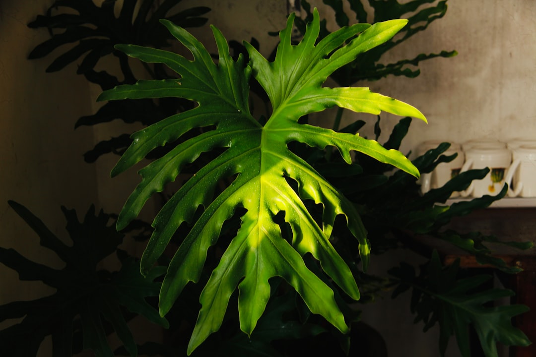 green plant near brown wall