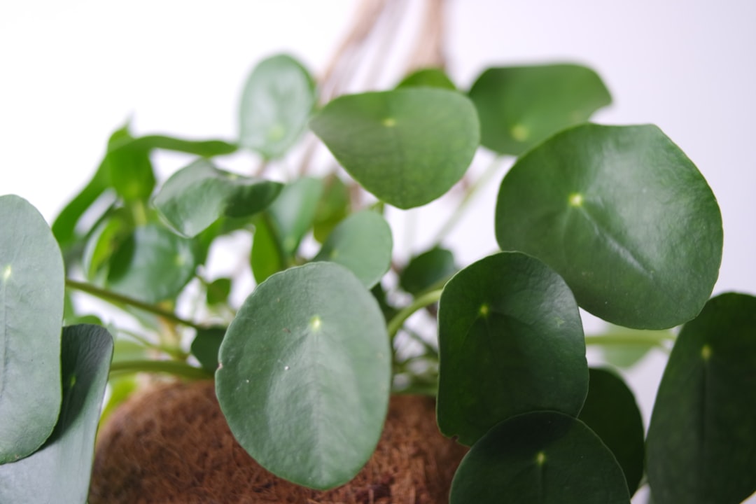 A close up of a plant with green leaves