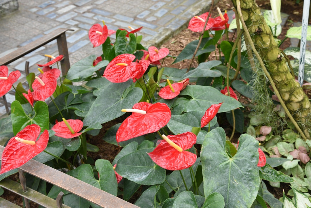 Red anthurium flowers bloom with lush green leaves.