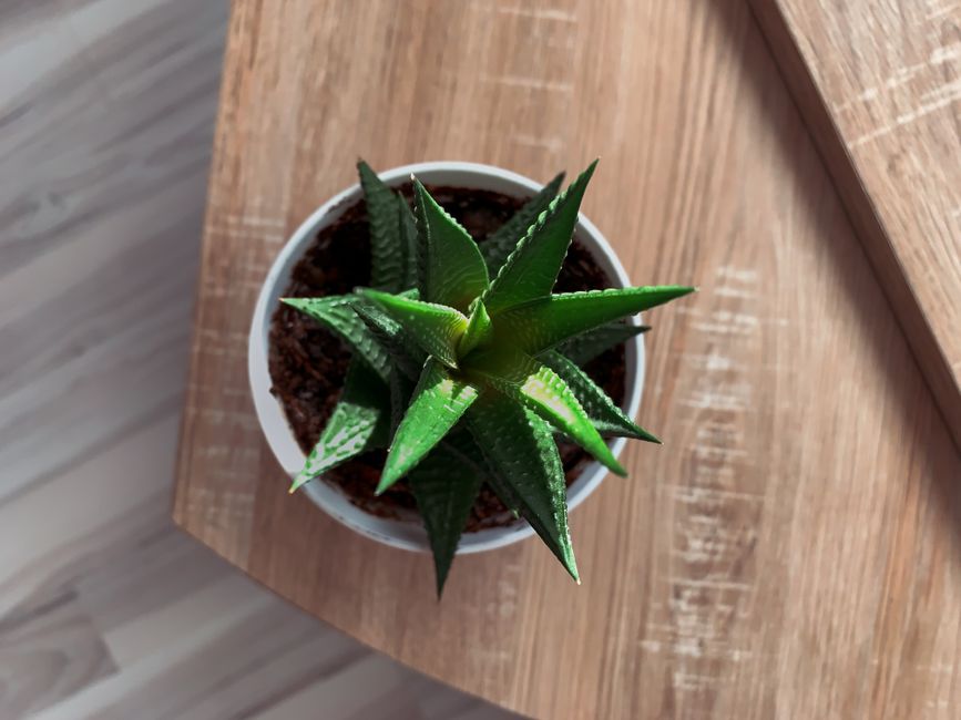 Close-up of a green succulent in a white pot on a wooden surface, with natural lighting highlighting its texture.