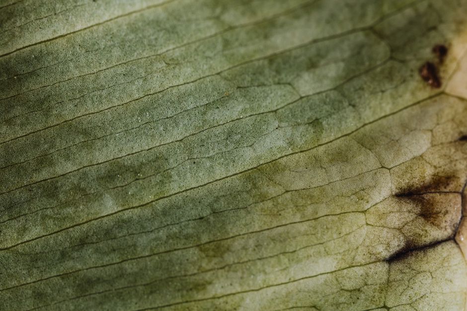 Closeup of a leaf highlighting intricate textures and vein patterns.
