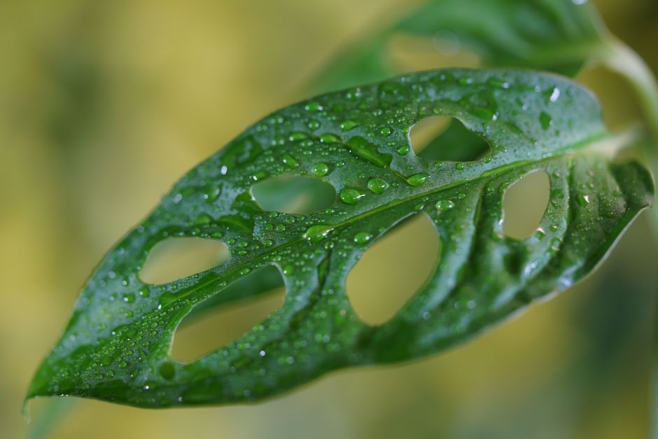 Macro shot of a Monstera leaf with dew drops, highlighting its natural beauty and texture.