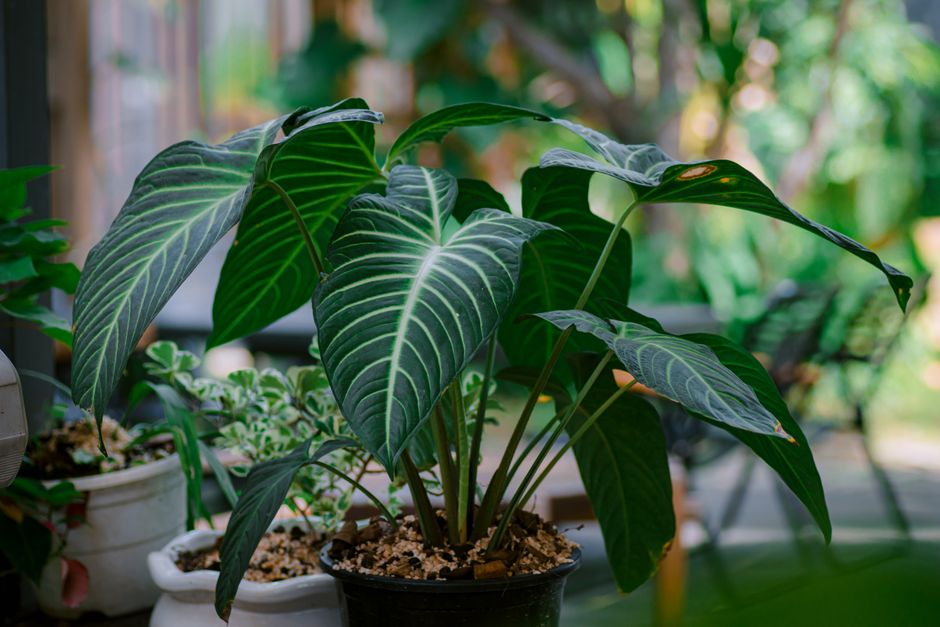 Lush tropical plant with large green leaves in a sunny interior setting, ideal for decor inspiration.