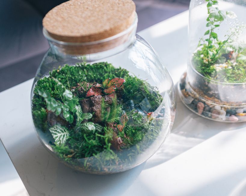 A close-up view of lush terrariums in glass jars, showcasing vibrant green plants and moss.