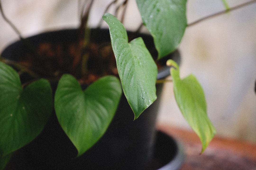 a plant in a pot