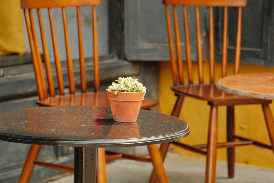 Small plant on table between two wooden chairs.