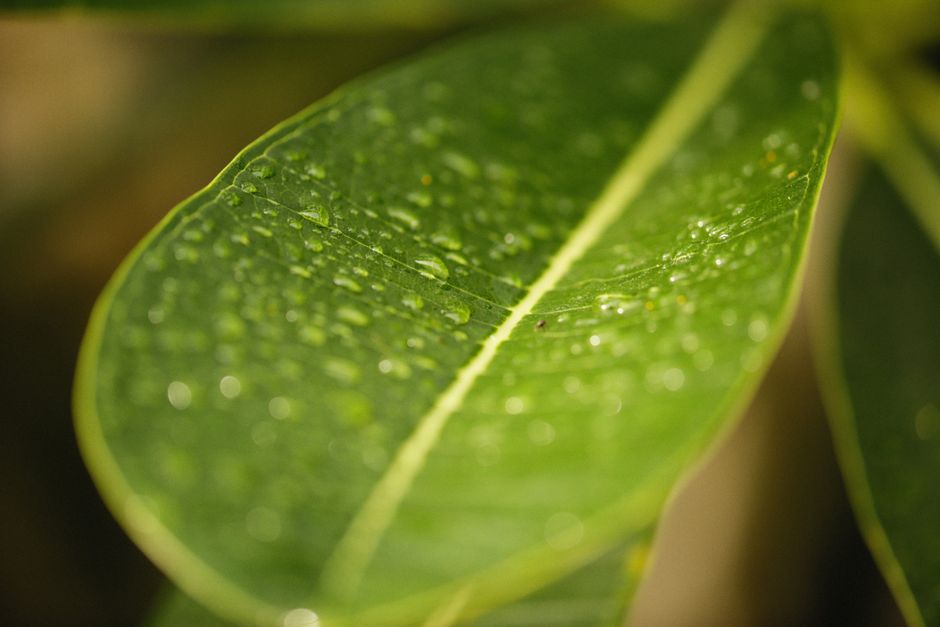 Detailed macro shot of a green leaf with water droplets after rain.
