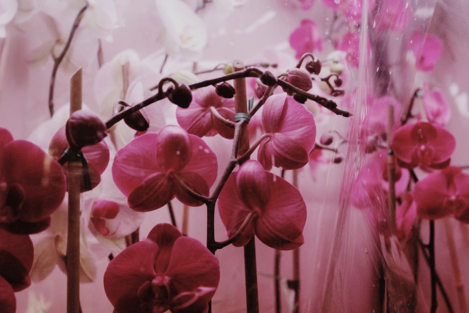 Set of bright pink and white blossoming flowers of orchids growing in glasshouse