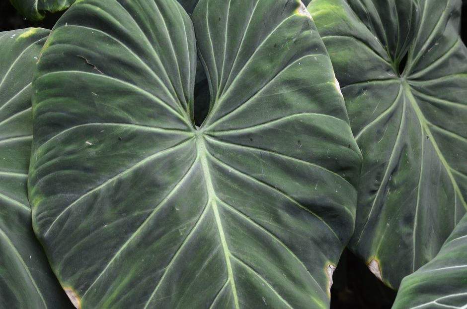 Detailed view of heart-shaped philodendron leaves showcasing lush greenery and natural pattern.