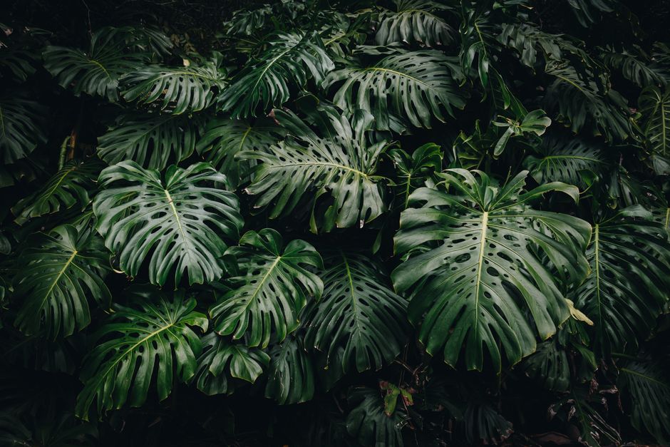Explore the lush green Monstera leaves in Ponta Delgada, Azores, captured in a vibrant outdoor setting.