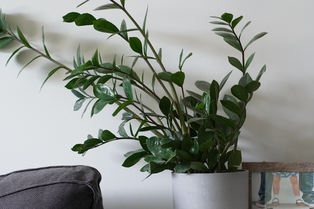 A potted plant sitting on top of a wooden table