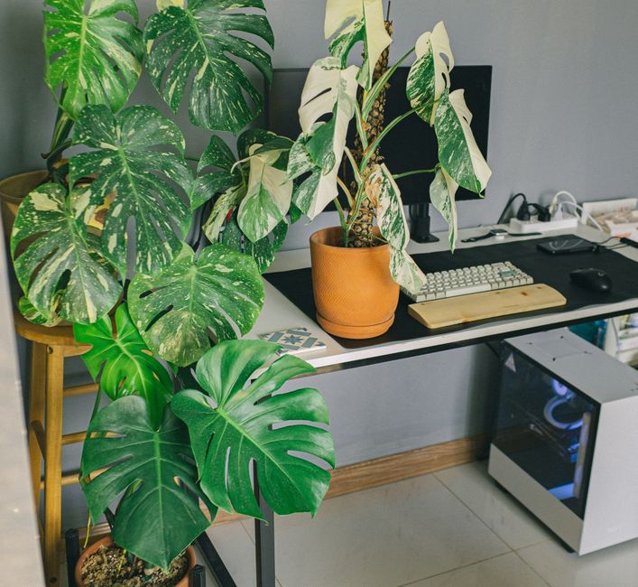 A stylish home office with variegated Monstera plants and a sleek computer setup.