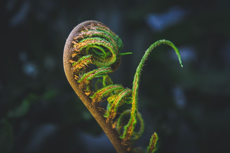 Macro shot of a vivid green fern fiddlehead frond unfolding, showcasing nature's beauty and intricate design.
