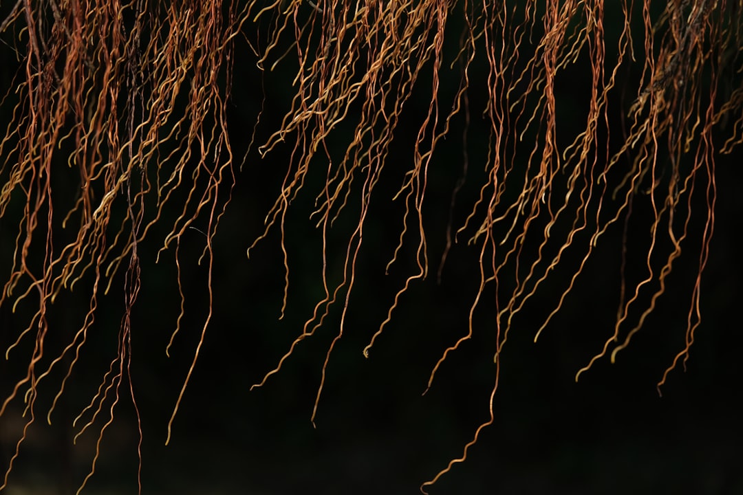 a close up of a bunch of tree branches
