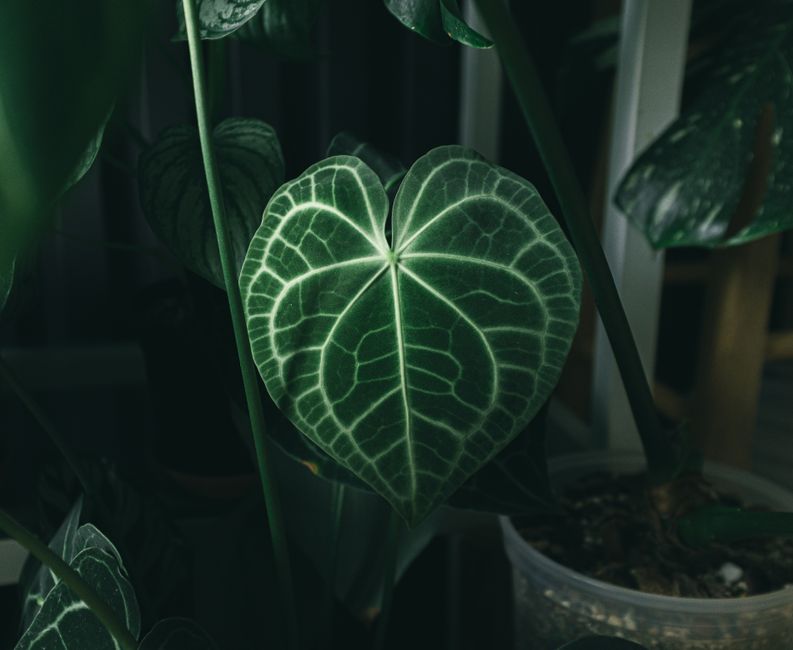Detailed close-up of an Anthurium leaf showcasing its intricate veining and vibrant green hues.