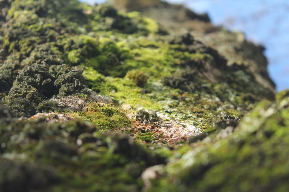 Detailed macro shot showcasing the vibrant texture of moss on a rock surface, highlighting nature's intricate patterns.